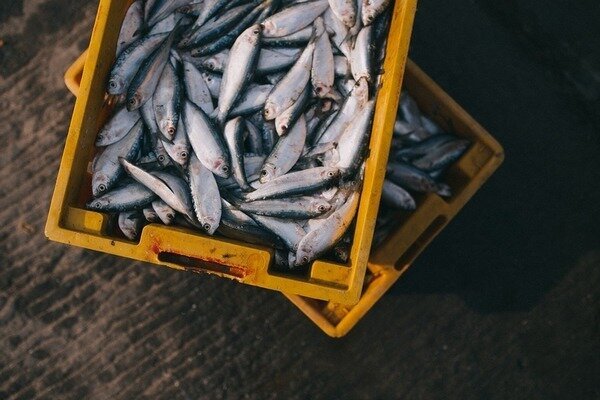 Korkmadan balık satın alabilirsiniz - sabah yakaladılar (Fotoğraf: Pixabay.com)