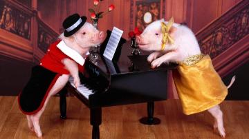 Ve şimdi... Domuz! Yeni Yıl 2019 Sarı Pig kutlayın!