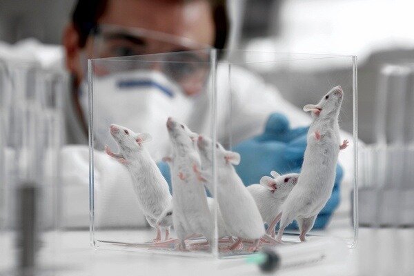 Araştırmanın çok önemli olduğu ortaya çıktı, ancak farelerin ve insanların yapısının hala farklı olduğunu dikkate almak önemlidir (Fotoğraf: newsland.com)