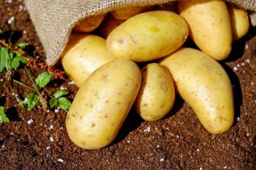 Haksız yere iftira: patates tehlikeleri yaklaşık üç mitler dağıttılar