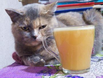 Kedi Vasilina gelen Yağ yakma içecek