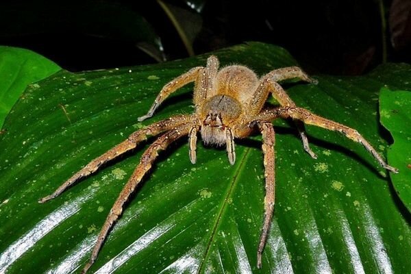 Küçük örümceklerin bile ısırması tehlikeli olabilir (Fotoğraf: topcafe.su)
