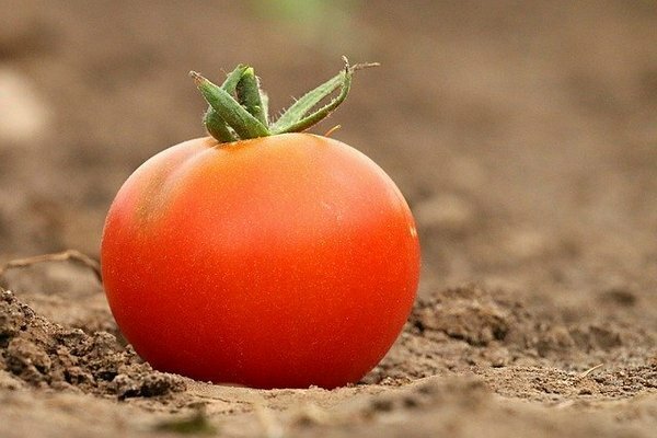 Birçok kişi domatesleri buzdolabında saklar. Bunun bir hata olduğu ortaya çıktı (Fotoğraf: Pixabay.com)