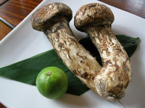 Matsutake